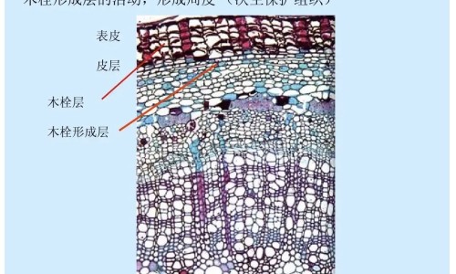 卢栏的功效网- 人体结构几何体速写知识,分享光遇墓土城堡在哪里